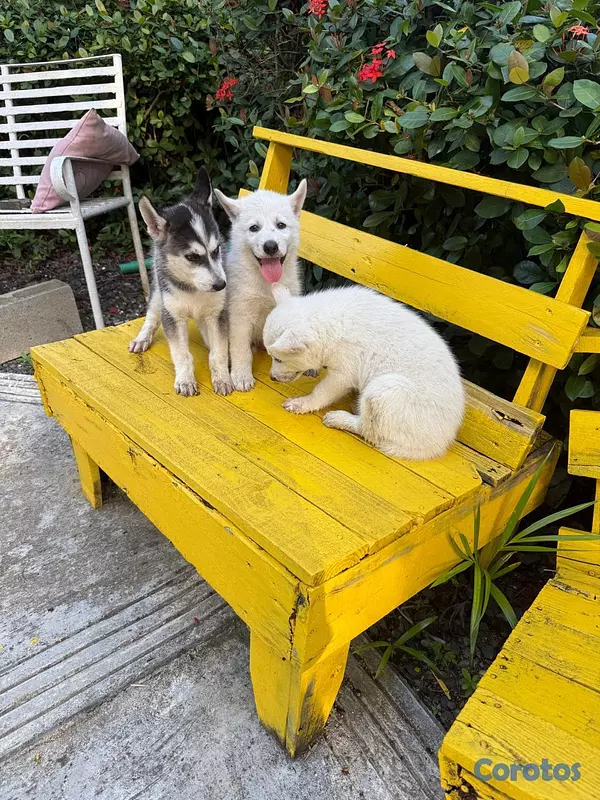 animales y mascotas - HOSKY SOBERIANO 