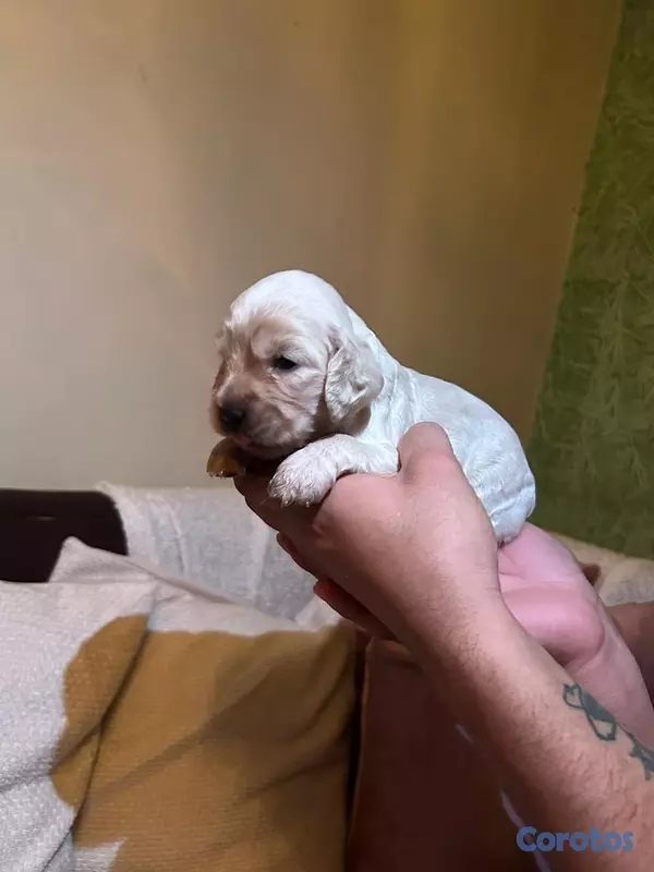 animales y mascotas - cocker spaniels 6