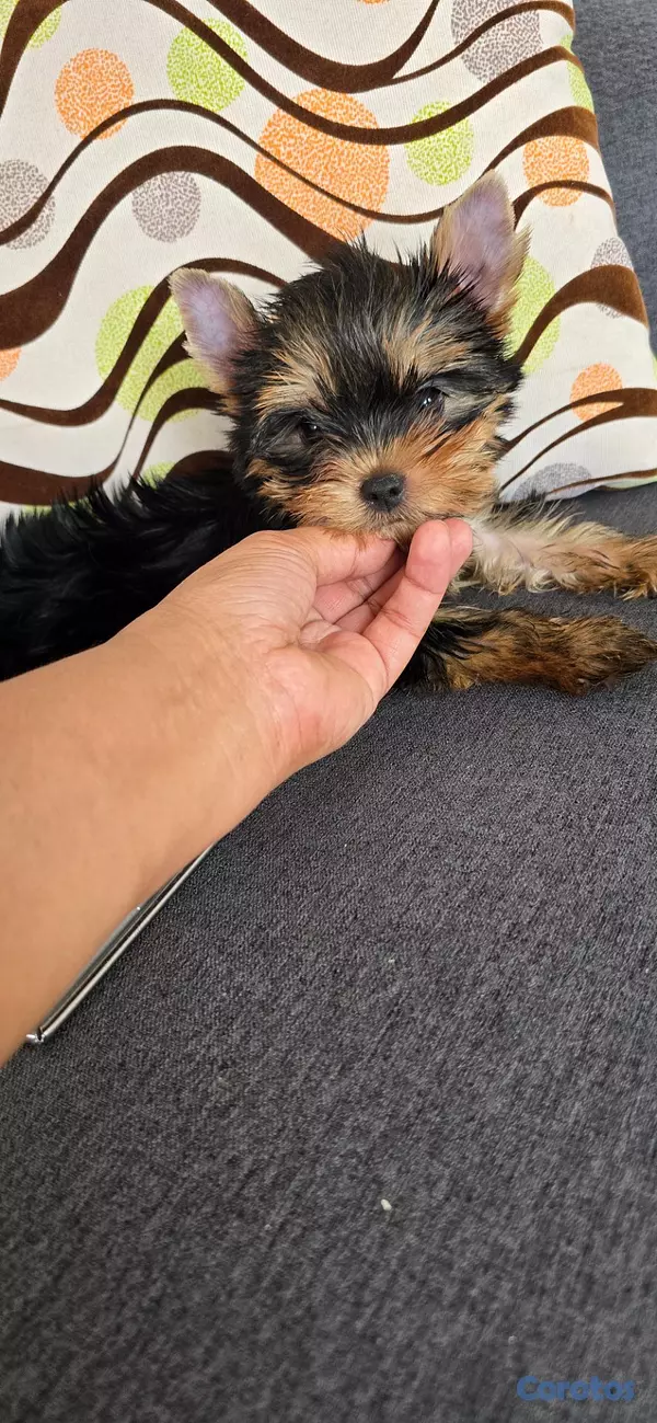 animales y mascotas - Yorkie Hembra  7