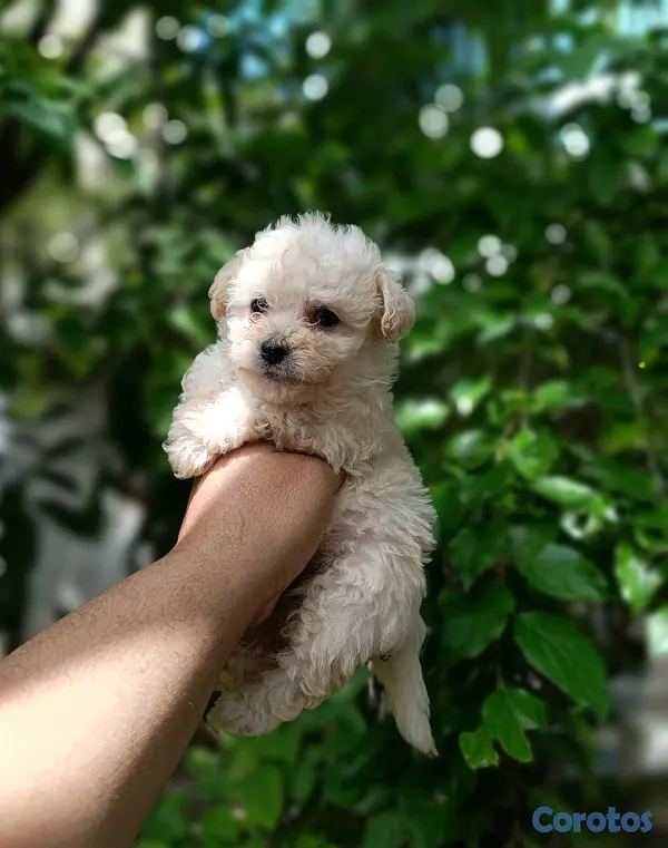 animales y mascotas - poodle toy ambos sexos  2