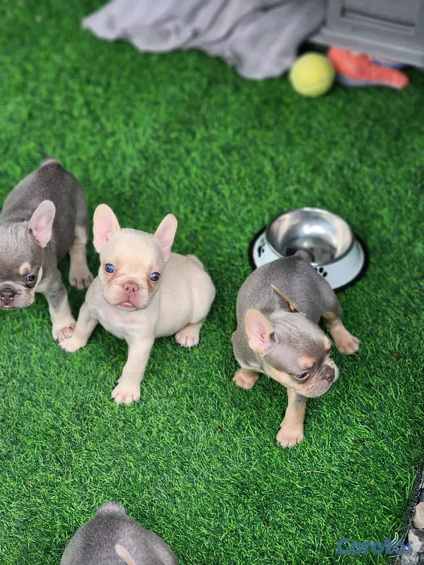 animales y mascotas - hermosos Cachorros buldog frances ambos sexo  3