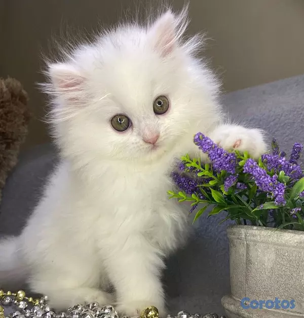 animales y mascotas - Gatos Ángora Turco machos. Cat, pet, minino, mascotas, cachorro, angora