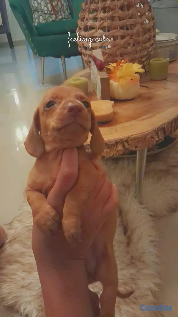 animales y mascotas - hermosos cachorritos salchicha 6