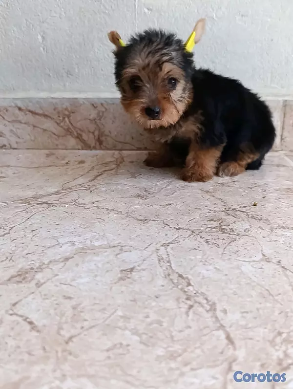 animales y mascotas - Cachorrita yorkie hembra.  2