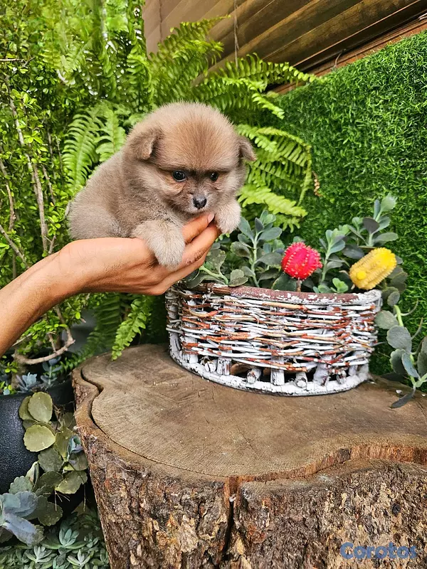 animales y mascotas - Pomerania super pequeñitos y peluditos 100% 2