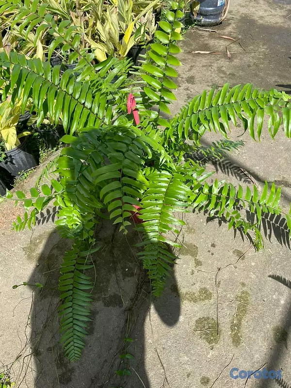 servicios profesionales - Alquiler de Plantas para Eventos 3
