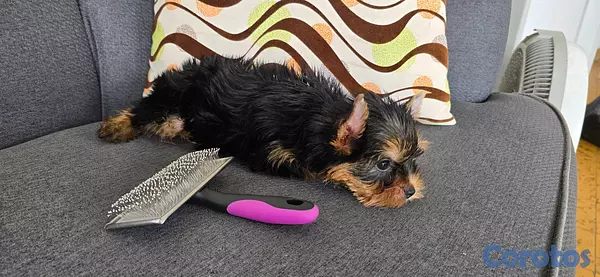 animales y mascotas - Yorkie Hembra  8