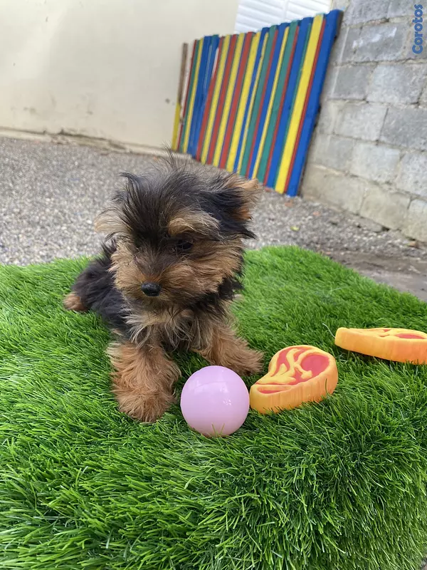 animales y mascotas - yorkie mini 4