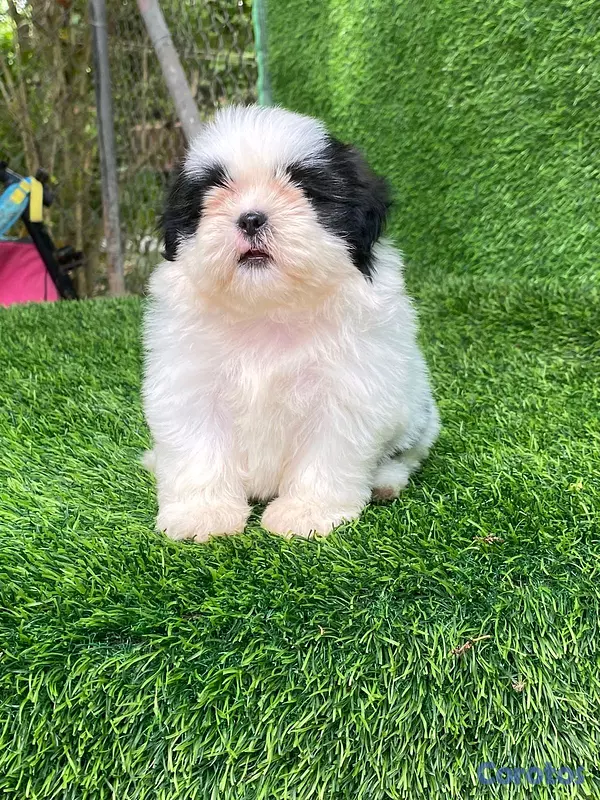 animales y mascotas - hermosos Cachorros shitzu toy  5