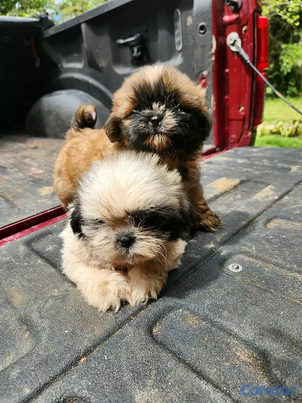 animales y mascotas - CACHORROS SHIH TZU 2