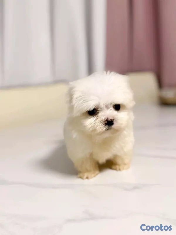 animales y mascotas - hermosa maltes hembra  mini  2
