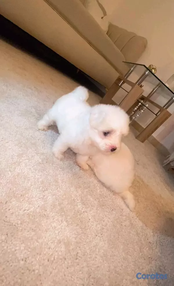animales y mascotas - adorable cachorros maltés ambos sexos listos para apartar  4