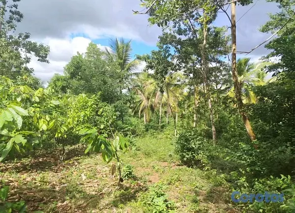 solares y terrenos - finca de 376 tareasen sabana grande de boya  11