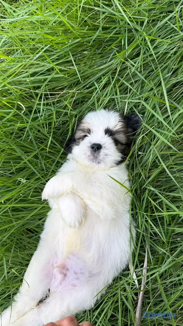 animales y mascotas - shipoo 5