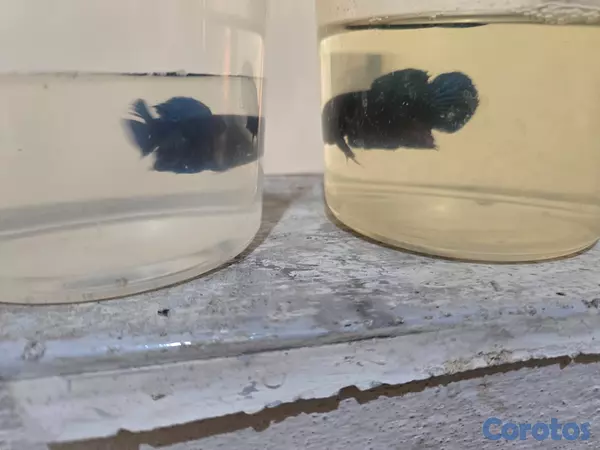 animales y mascotas - Bettas primiun de combates excelente condiciones p 7
