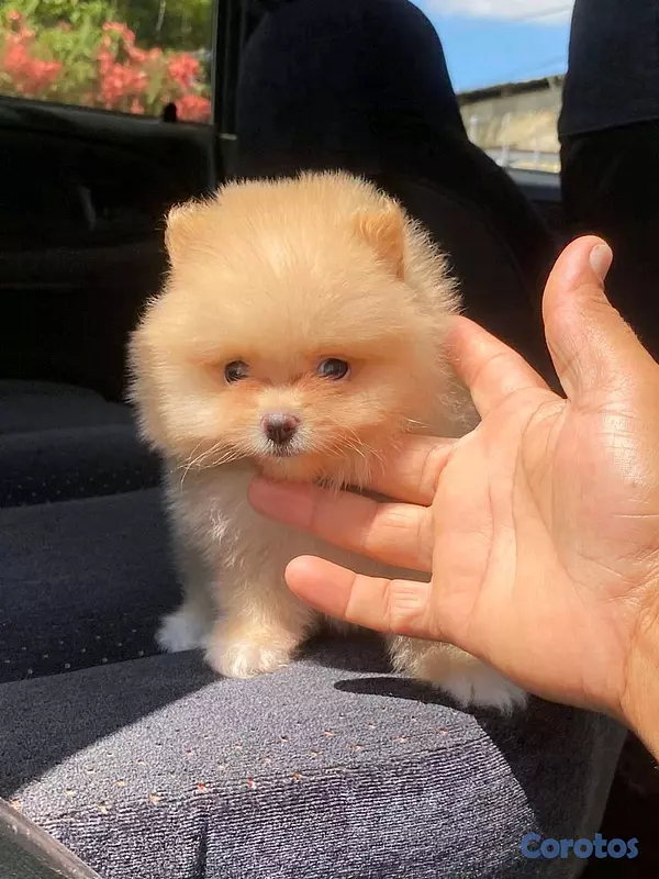 animales y mascotas - hermosos cachorritos pomerania mini 6