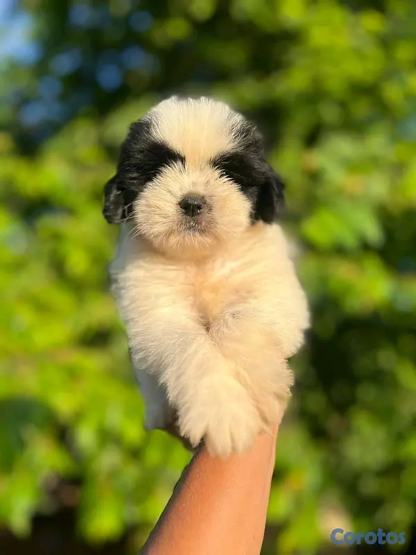 animales y mascotas - hermoso cachorrito shipoo macho  3