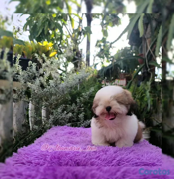 animales y mascotas - Shih tzu 3
