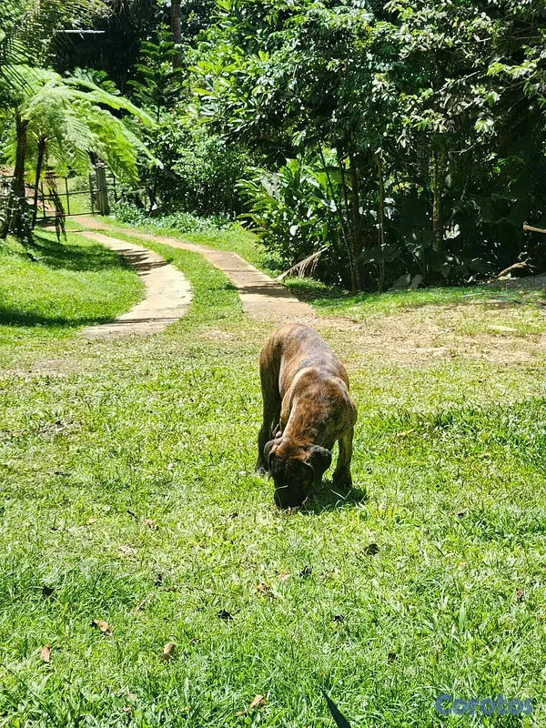 animales y mascotas - CACHORROS FILA BRASILEÑO 2