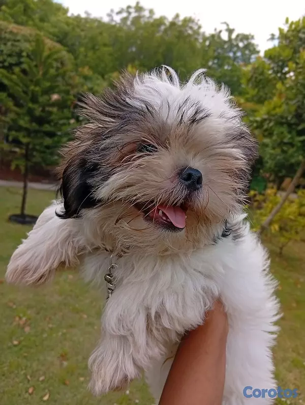 animales y mascotas - HERMOSO SHIHTZU MACHO 💙  3