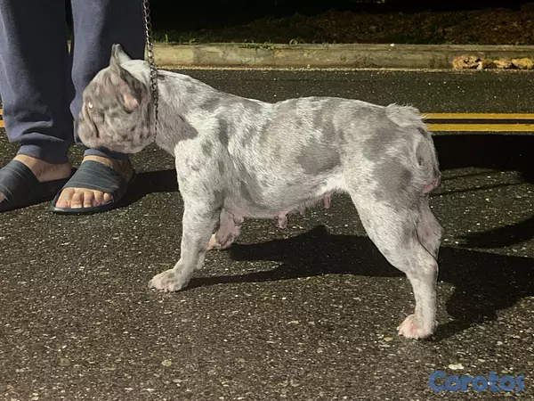 animales y mascotas - Perro Bulldog Francés Merle exótica  2