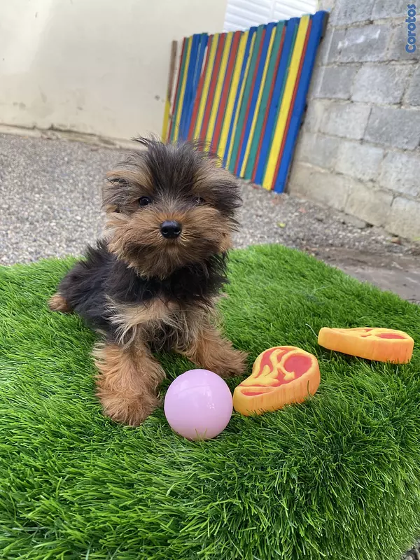 animales y mascotas - yorkie mini 2