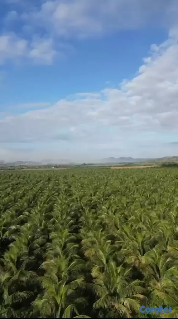 solares y terrenos - Finca de Coco Enanos en Monte Cristi 4
