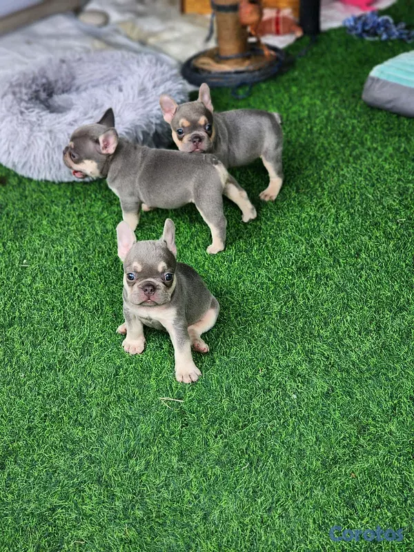 animales y mascotas - hermosos Cachorros buldog frances ambos sexo  2