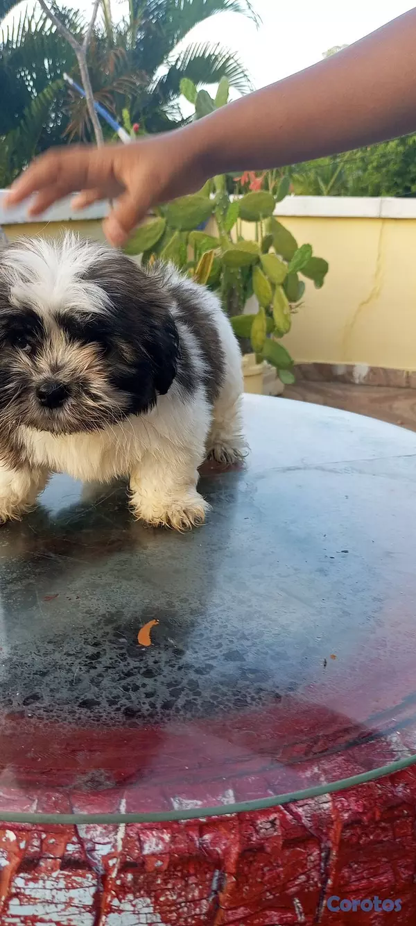 animales y mascotas - Cachorros de Shipoo 3