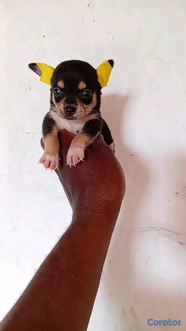 animales y mascotas - hermosos cachorriros chihuahua mini 3