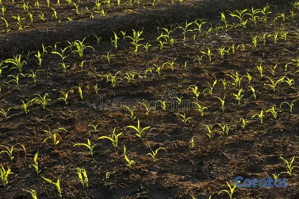 solares y terrenos - Parcela en navarrete, 27 tareas finca serca del canal