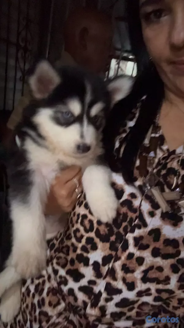 animales y mascotas - Husky Siberiano. Busca hogar,1 mes, hembra .Despar 3