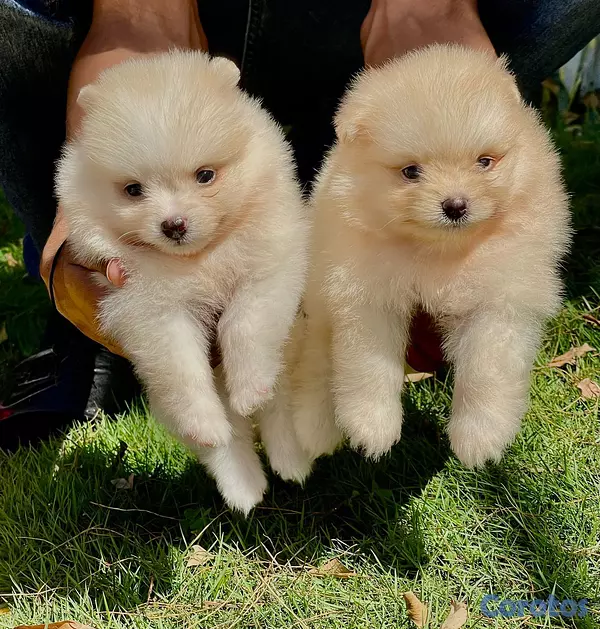 animales y mascotas - Pomerania  5