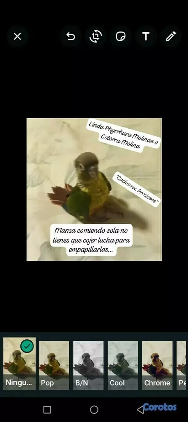 animales y mascotas - Aves papilleras, mansa joven y adultas y acesorios  4