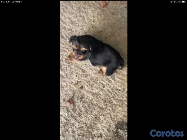 animales y mascotas - yorkie mini en especial  8