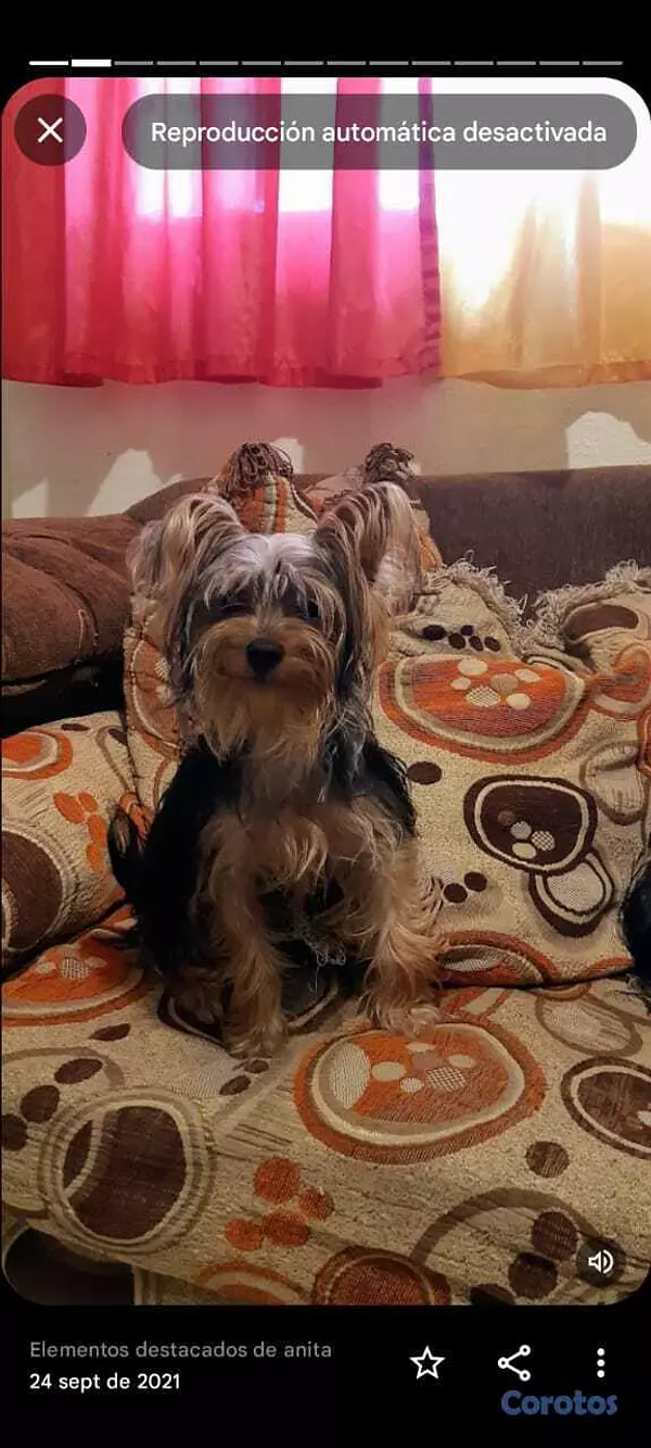 animales y mascotas - Yorkie 3