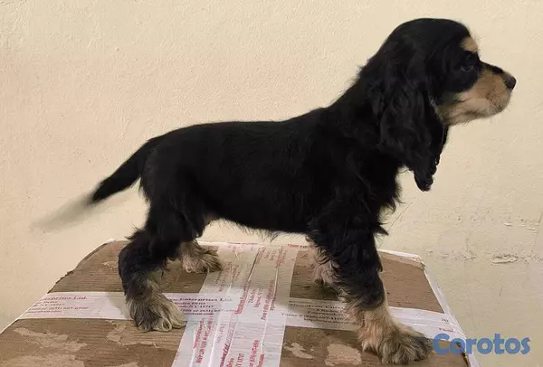 animales y mascotas - Cocker Spaniel Bien Lindos Hembras Y Machos 😍😍 4