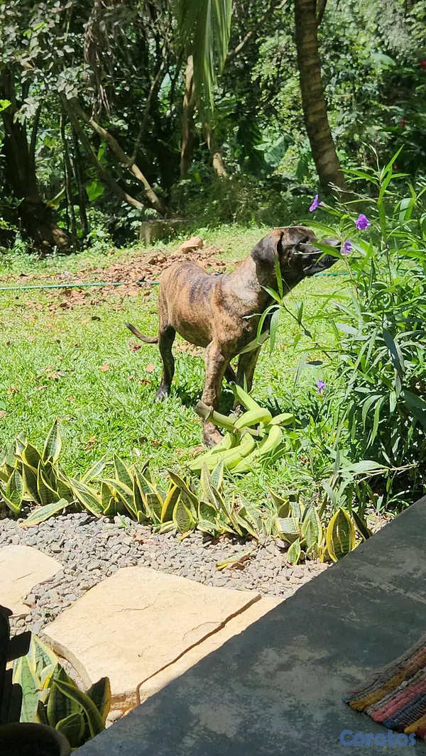 animales y mascotas - CACHORROS FILA BRASILEÑO 5
