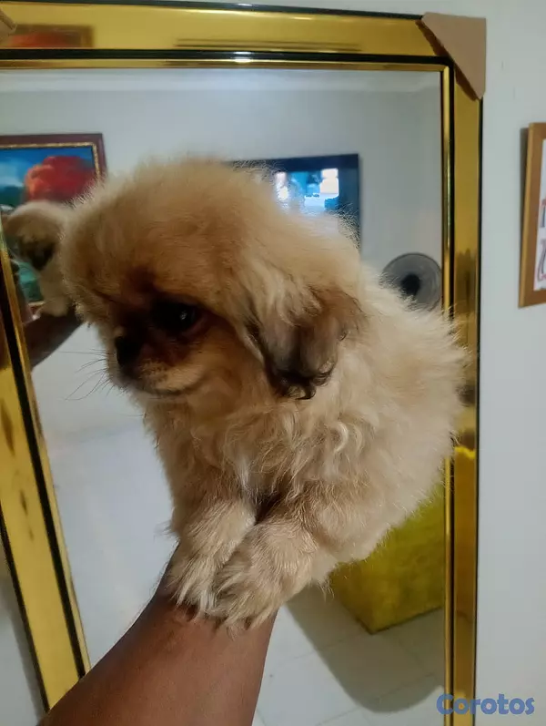 animales y mascotas - Pekines macho  6