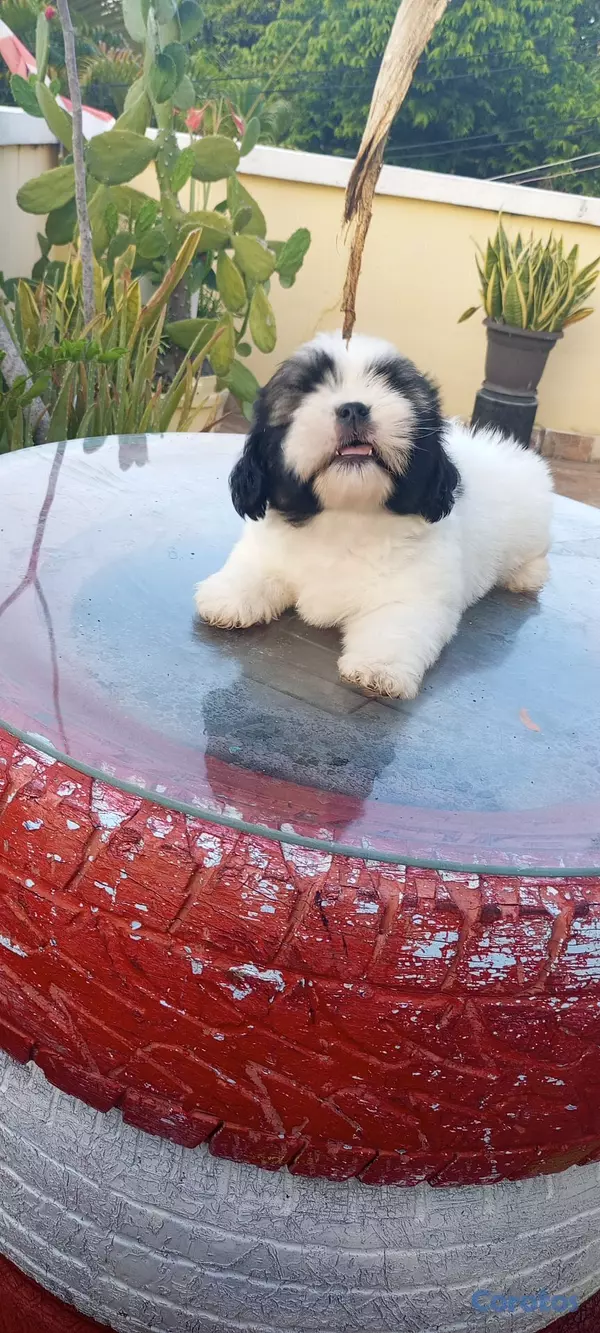 animales y mascotas - Cachorros de Shipoo 4