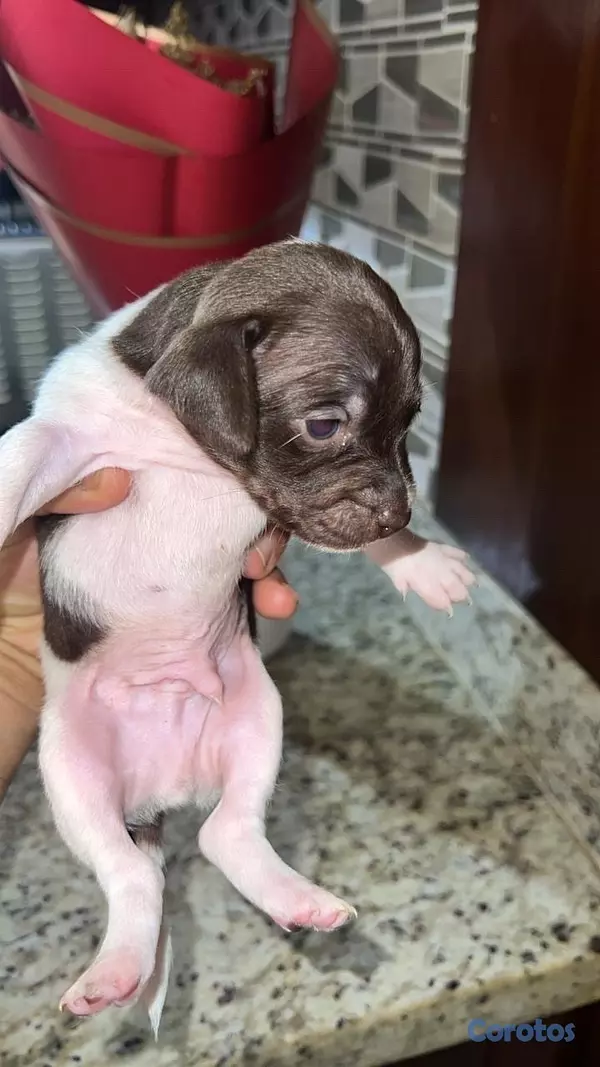 animales y mascotas - cachorros Chihuahua  6