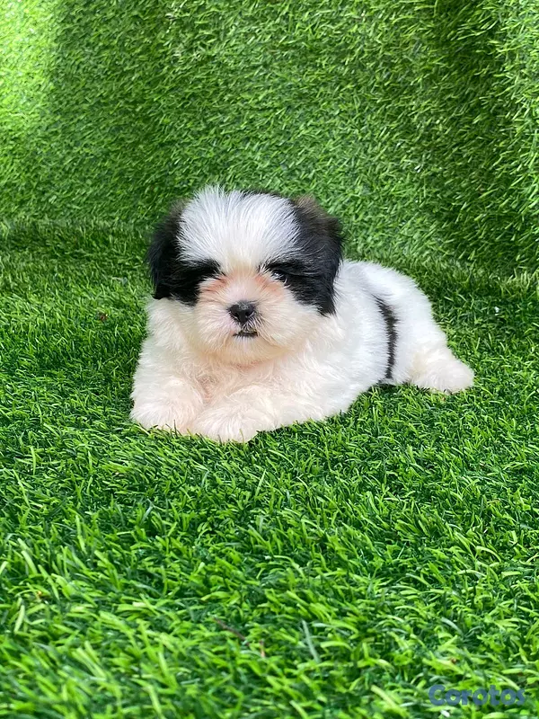animales y mascotas - hermosos Cachorros shitzu toy  4
