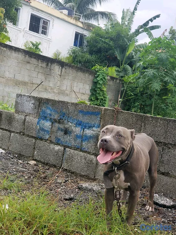 animales y mascotas - Pitbull Blue (Hembra) adulta 5