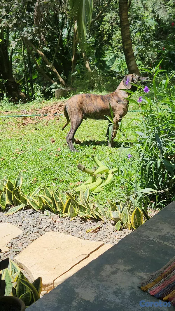 animales y mascotas - CACHORROS FILA BRASILEÑO 6