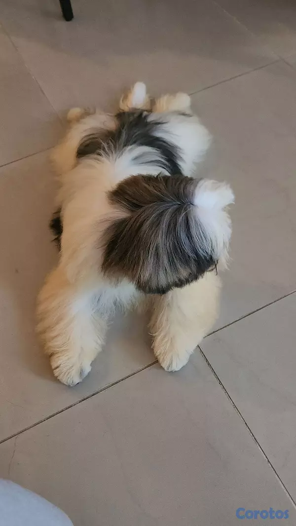 animales y mascotas - CACHORRO SHIH TZU  4