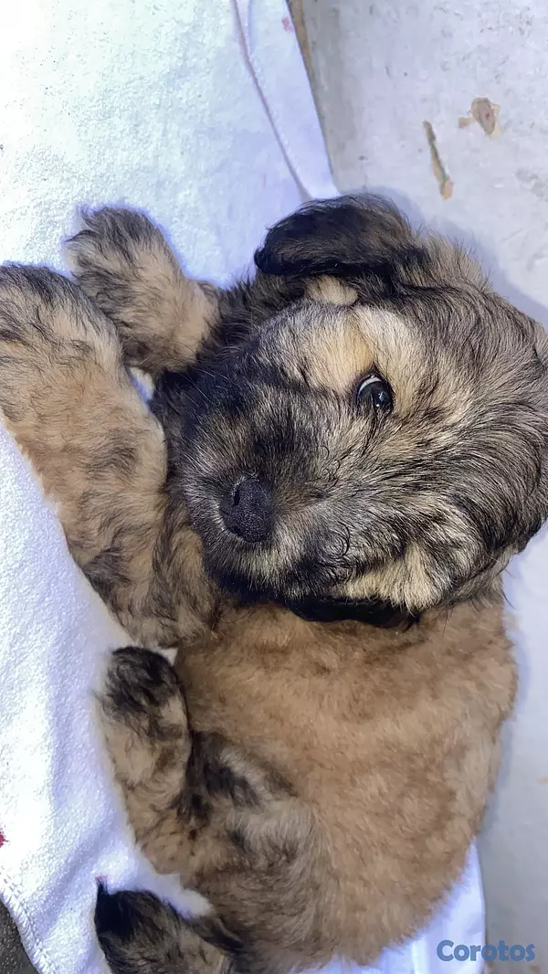 animales y mascotas - vendo cachorros Shitzu con pudulf  2