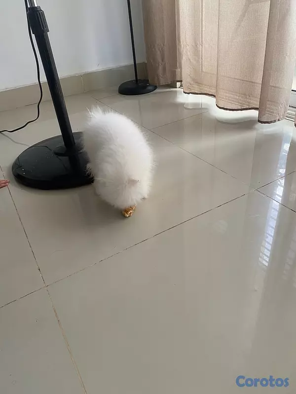animales y mascotas - Pomerania de 3 meses de edad con sus vacunas, cara de muñeca,  papá cara de oso 5