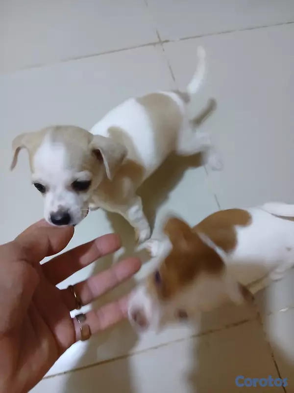 animales y mascotas - Chihuahua, Jack Russell y Pinscher  3
