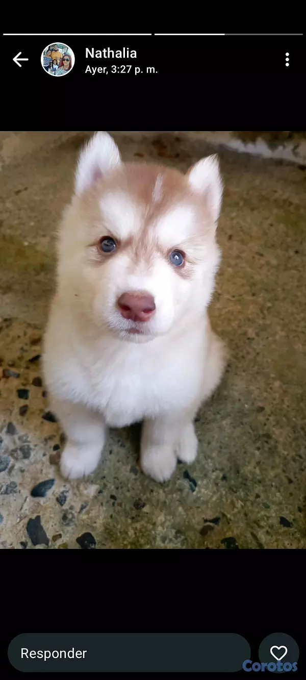 animales y mascotas - husky Siberiano  5