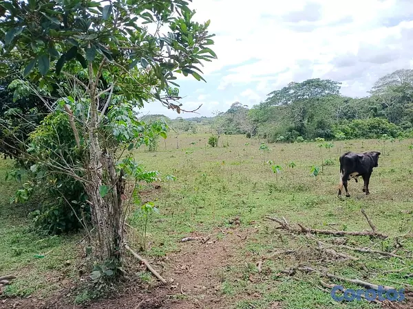 solares y terrenos - finca de 294 tareas de vocación agrícola en Monte Plata  6